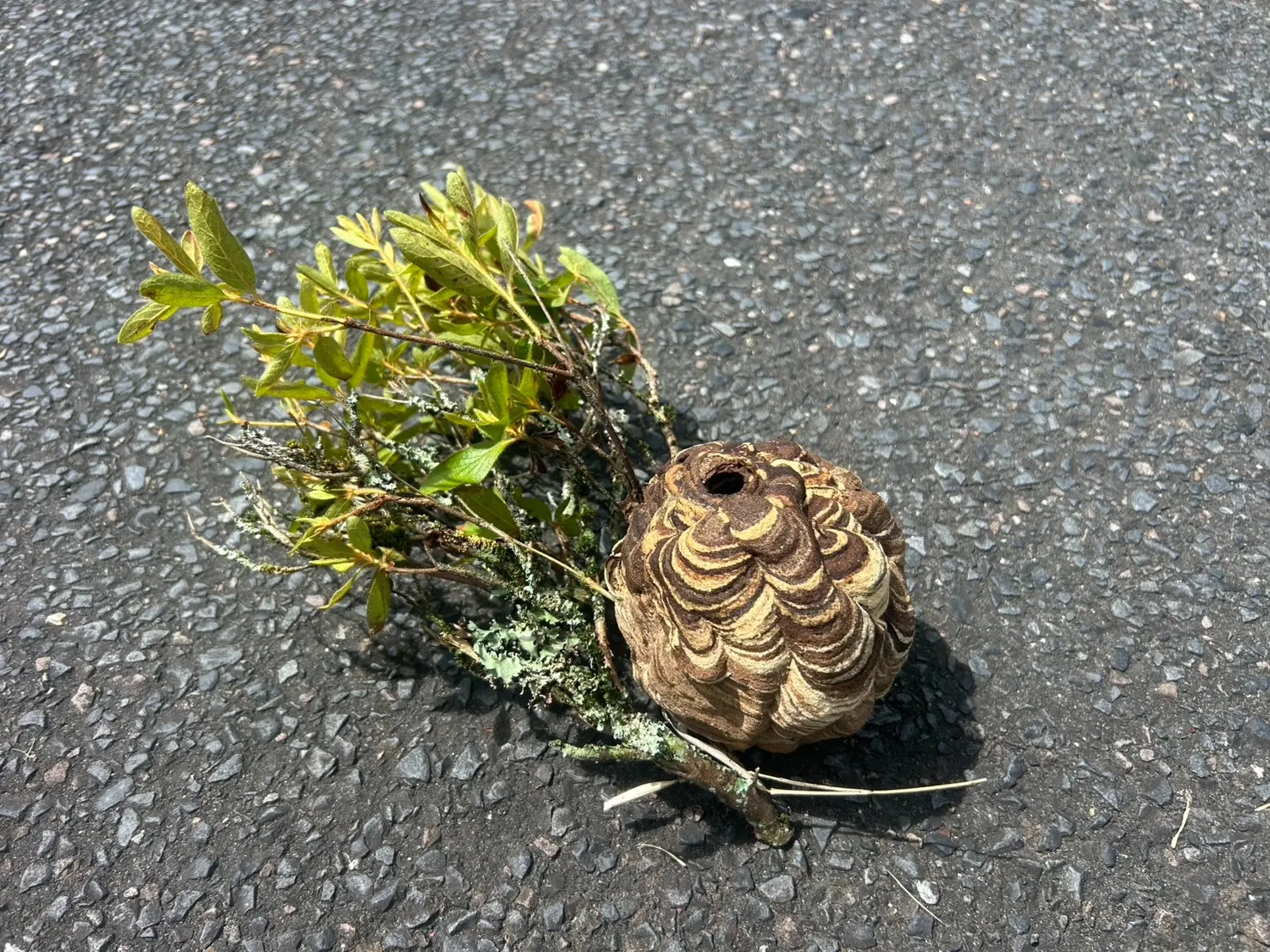 スズメバチ駆除